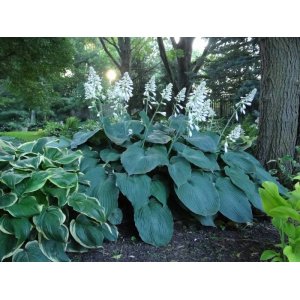 Funkia (Hosta plantaginea) ´BIG DADDY´ kont. C2L